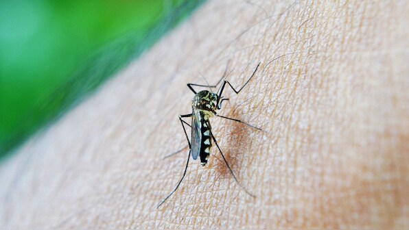 Malaria cases brought down in Odisha using the eradication programme: Report