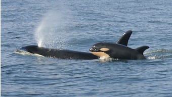 New killer whale calf spotted amongst critically endangered Northwest Orcas: Report