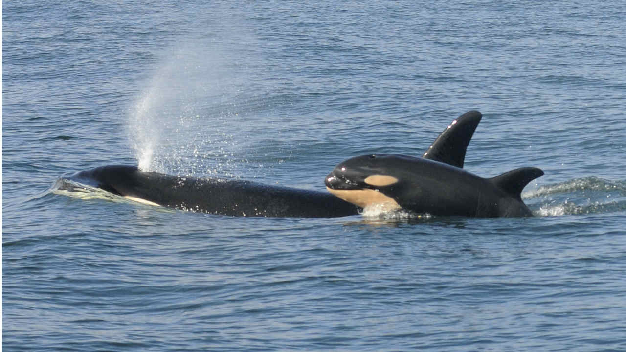 New killer whale calf spotted amongst critically endangered Northwest Orcas: Report New killer whale calf spotted amongst critically endangered Northwest Orcas: Report