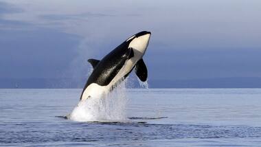Pink Salmon another possible threat to Orcas which are on the brink of extinction