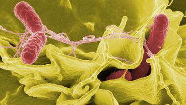 Scientists solve the mystery of how salmonella bacteria infects plants