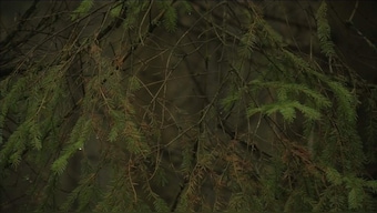 Mighty tree roots and twigs could help fuel cars, finds Swedish scientist