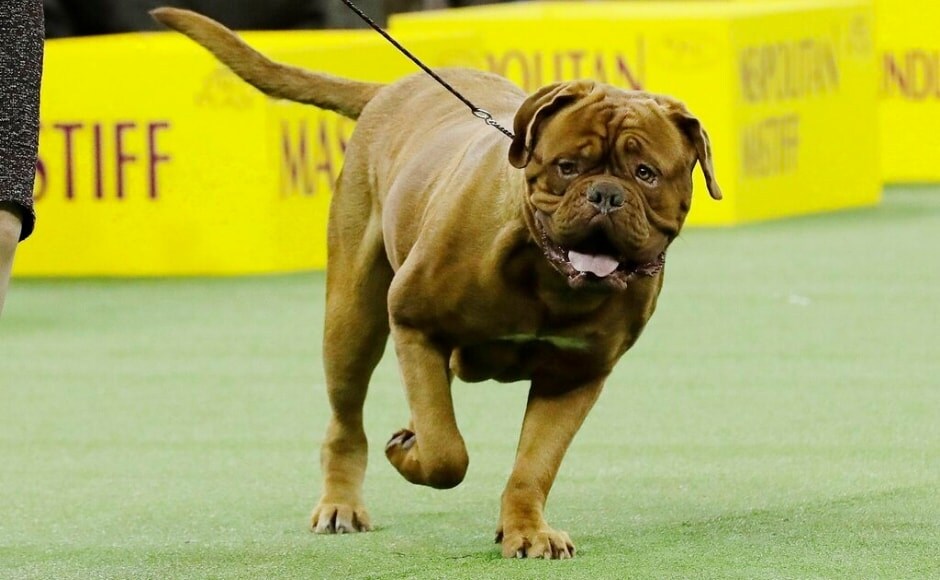 A dogue de Bordeaux competing with the working group at the 143rd Westminster Kennel Club Dog Show. The boxer, Wilma, bagged the win in this category. The Associated Press/ Frank Franklin II A dogue de Bordeaux competing with the working group at the 143rd Westminster Kennel Club Dog Show. The boxer, Wilma, bagged the win in this category. The Associated Press/ Frank Franklin II