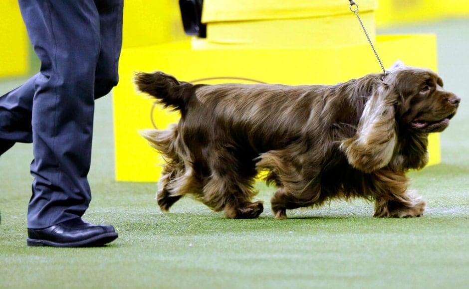 The winner of the sporting group, Bean, a Sussex Spaniel walking at the event. Bean was also one of the contestants running for Best in Show. The Associated Press/ Frank Franklin II The winner of the sporting group, Bean, a Sussex Spaniel walking at the event. Bean was also one of the contestants running for Best in Show. The Associated Press/ Frank Franklin II