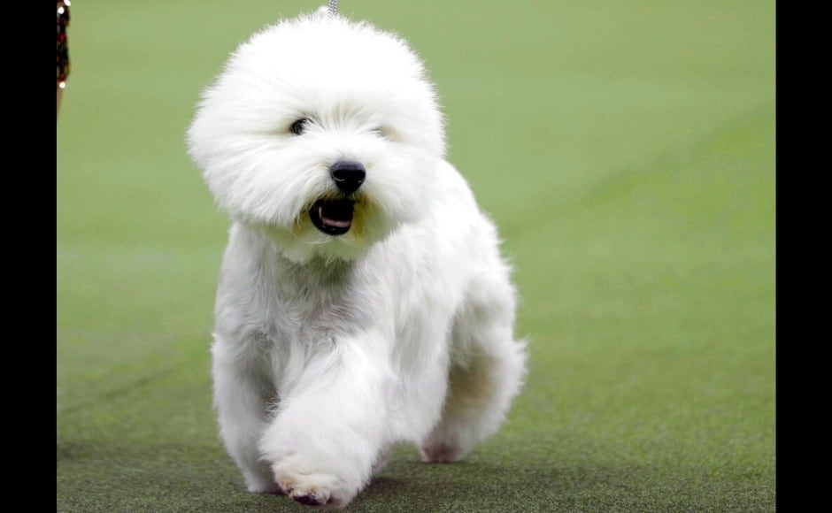 Bruno, a West Highland White Terrier was also among the contestants in the terrier group at the dog show. The Associated Press/ Frank Franklin II Bruno, a West Highland White Terrier was also among the contestants in the terrier group at the dog show. The Associated Press/ Frank Franklin II