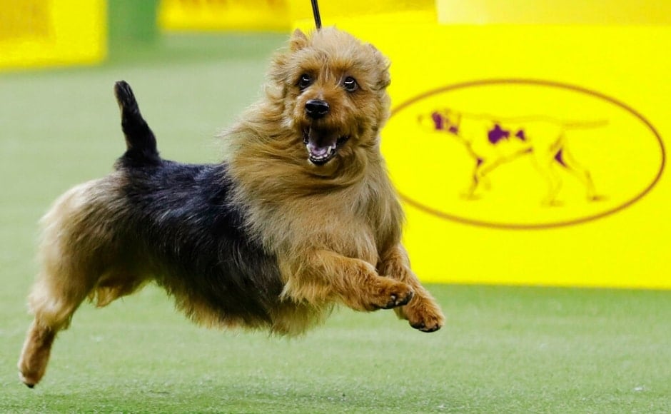 The Australian terrier, Bacon, competing in the terrier group at the Westminster dog show. According to an <em>NPR</em> report, judges decide which dog is best after comparing it within its own breed and the group's ideal standards. The Associated Press/ Frank Franklin II The Australian terrier, Bacon, competing in the terrier group at the Westminster dog show. According to an <em>NPR</em> report, judges decide which dog is best after comparing it within its own breed and the group's ideal standards. The Associated Press/ Frank Franklin II