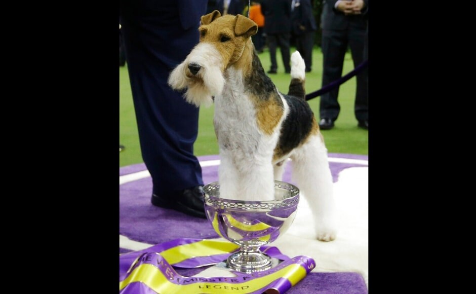 King is the 15th terrier to have won the Best in Show at the Westminster Kennel Club Dog Show. The Associated Press/ Frank Franklin II King is the 15th terrier to have won the Best in Show at the Westminster Kennel Club Dog Show. The Associated Press/ Frank Franklin II