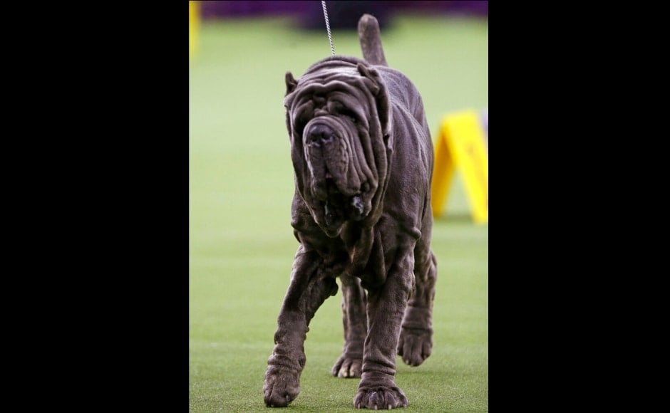 A Napoleon Mastiff competing in the working group category at the Westminster dog show. The Associated Press/ Frank Franklin II A Napoleon Mastiff competing in the working group category at the Westminster dog show. The Associated Press/ Frank Franklin II
