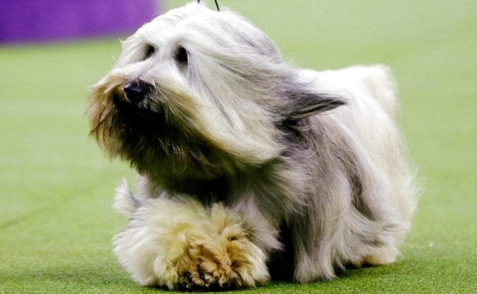 Murphy, a Skye terrier, was also among the contestants in the terrier group at the 143rd Westminster Kennel Club Dog Show. The Associated Press/ Frank Franklin II Murphy, a Skye terrier, was also among the contestants in the terrier group at the 143rd Westminster Kennel Club Dog Show. The Associated Press/ Frank Franklin II