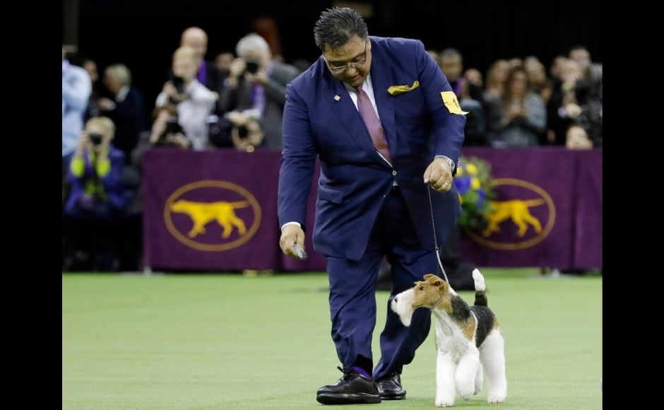 143rd westminster kennel hot sale club dog show