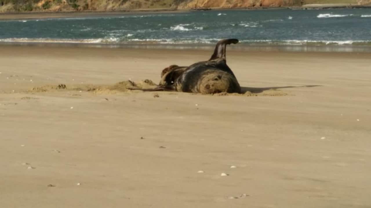 A picture of a sealion on Porpoise Beach, among others found on the USB stick. Image credit: Unknown