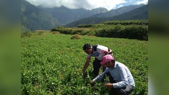 Peas cultivation brings new ray of hope in Uttarakhand's Ghes village; model could resolve hilly state's migration problem