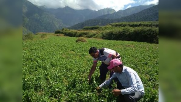 Peas cultivation brings new ray of hope in Uttarakhand's Ghes village; model could resolve hilly state's migration problem