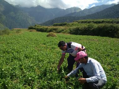 Peas cultivation brings new ray of hope in Uttarakhand's Ghes village; model could resolve hilly state's migration problem Peas cultivation brings new ray of hope in Uttarakhand's Ghes village; model could resolve hilly state's migration problem