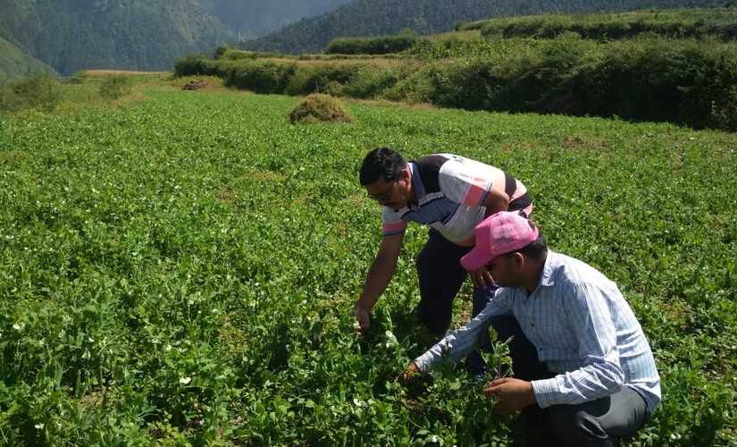 Peas cultivation brings new ray of hope in Uttarakhand's Ghes village;  model could resolve hilly state's migration problem – Firstpost