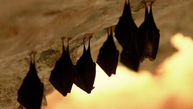 India Nipah Virus Symptoms Fruits To Avoid And Everything You Need To Know About The Outbreak In Kerela The Independent