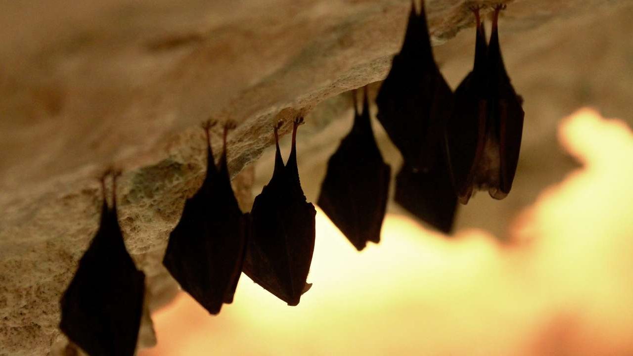 Two rare, vulnerable new species of bats discovered in Europe and North Africa Two rare, vulnerable new species of bats discovered in Europe and North Africa