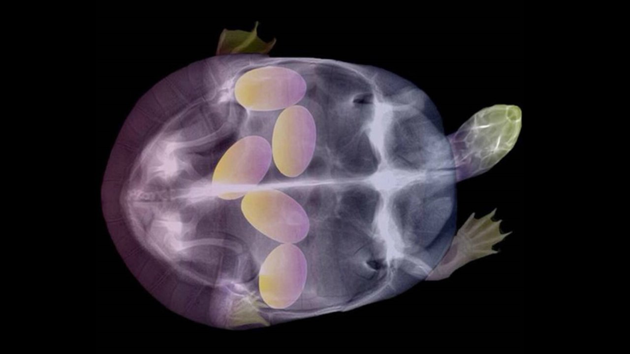 Warmer world from climate change could drive species to become infertile: Study Warmer world from climate change could drive species to become infertile: Study