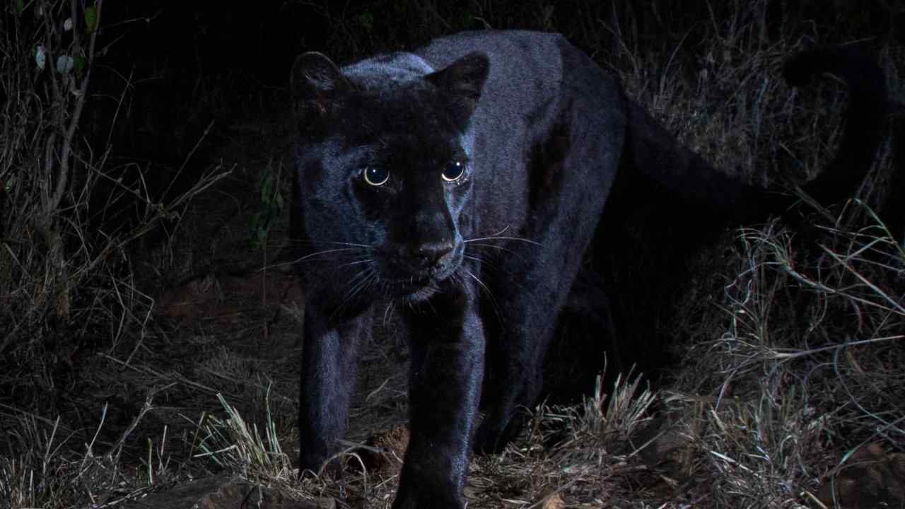 The leopard is melanistic, a rare genetic mutation giving it a coat that looks all-black in the dark. Image credit: Will Burrard-Lucas/Burrard-Lucas Photography