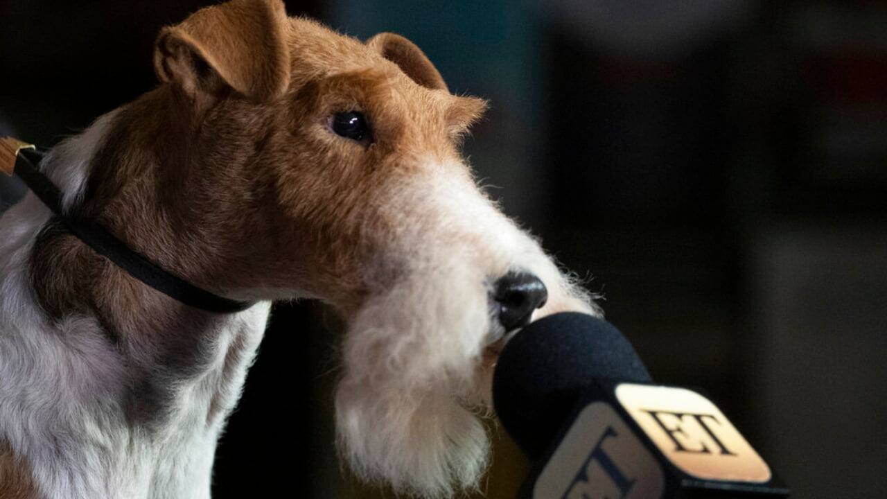 king wire haired fox terrier