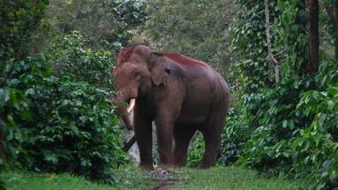 Landscape-level approach necessary to address human-elephant conflicts