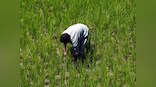 Rs 6,000 cash sop to farmers may swing votes for BJP govt but no 'Modi wave' for 2019 polls, finds report