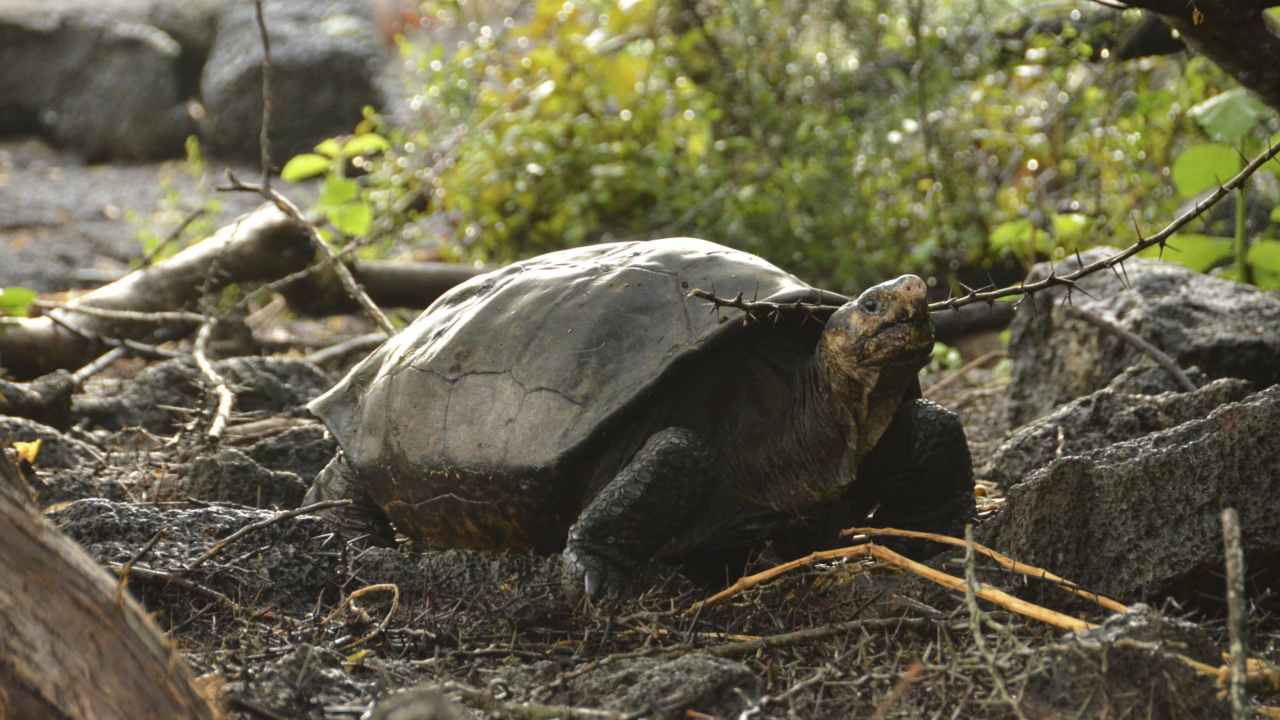 A Chelonoidis phantasticus tortoise at the Galapagos National Park in the Galapagos Islands, Ecuador taken 20 February, 2019. Park rangers and the Galapagos Conservancy found the tortoise, a species that was thought to have become extinct one hundred years ago. Image courtesy: Galapagos National Park 