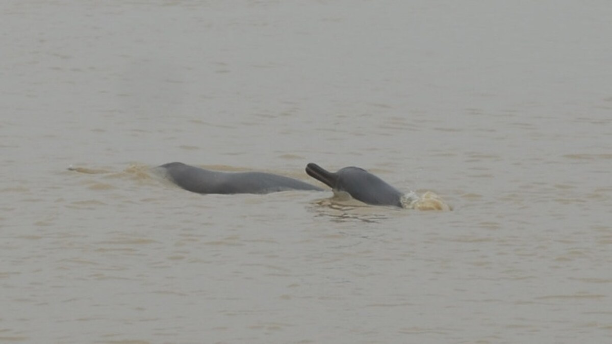 Endangered Gangetic dolphin strays into polluted canal in West