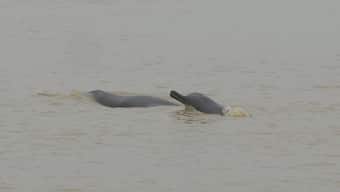 India's Gangetic dolphins are thriving in murky waters, new census suggests