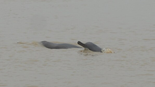 India's Gangetic dolphins are thriving in murky waters, new census