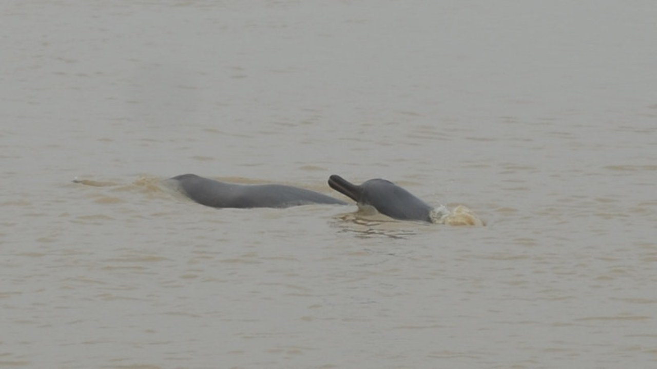 India's Gangetic dolphins are thriving in murky waters, new census suggests India's Gangetic dolphins are thriving in murky waters, new census suggests