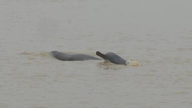 India's Gangetic dolphins are thriving in murky waters, new census suggests