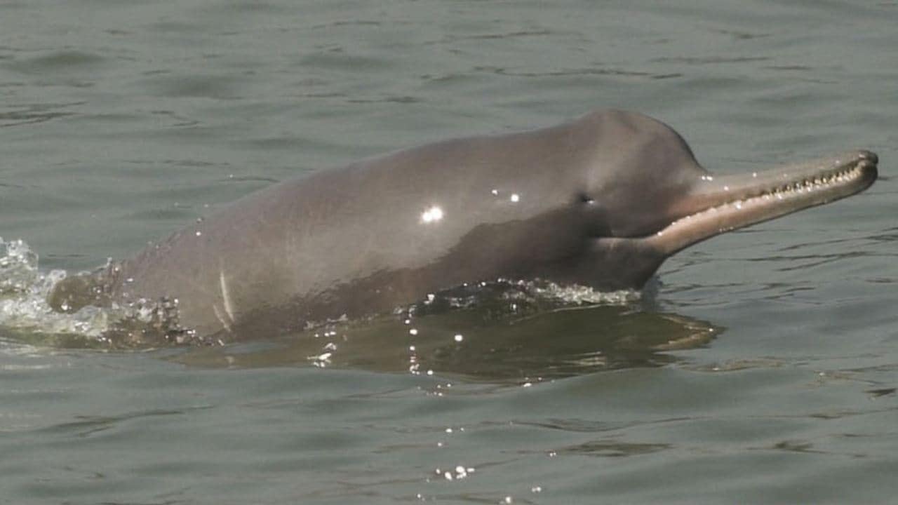 Indias Gangetic dolphins are thriving in murky waters, new census suggests
