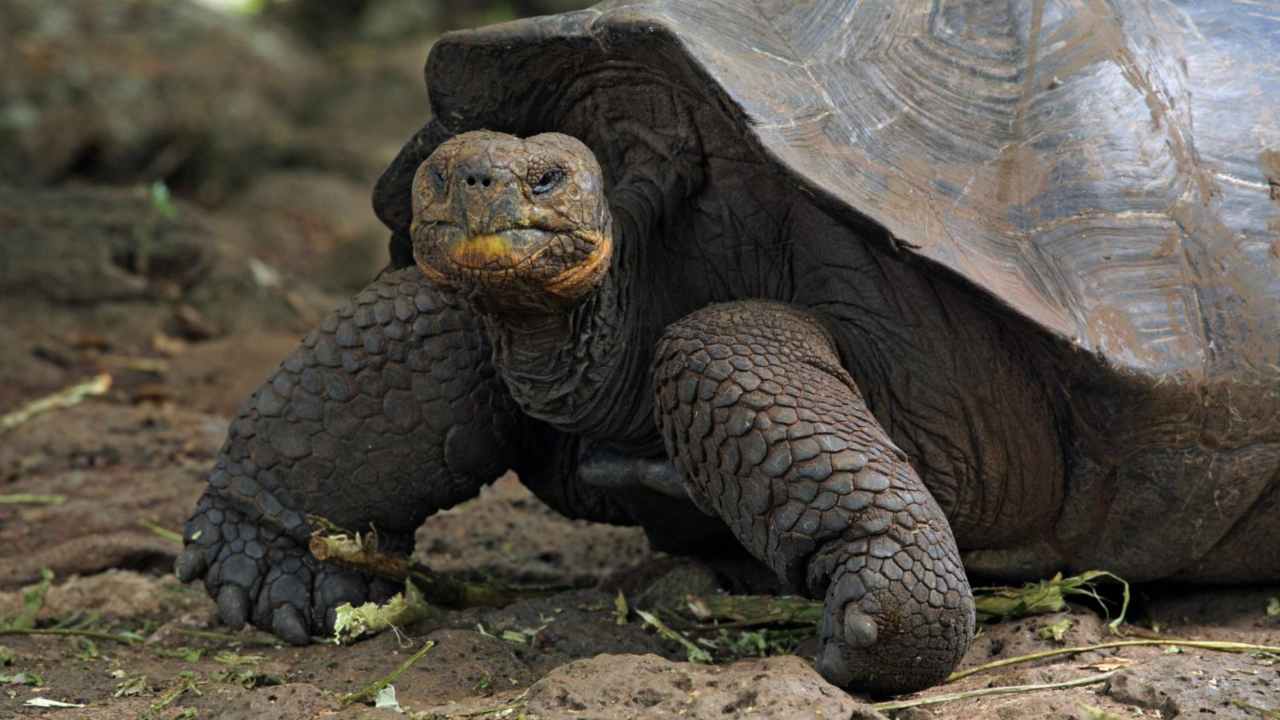A giant adult female Fernandina Tortoise. Image courtesy: Galapagos Conservatory