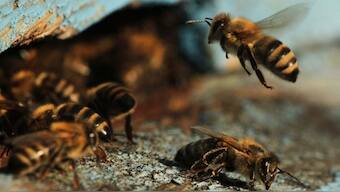Honey bees can solve math equations better than many humans can, study finds