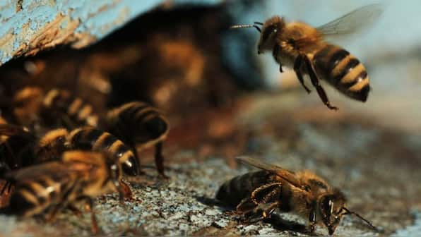 Honey bees can solve math equations better than many humans can, study finds