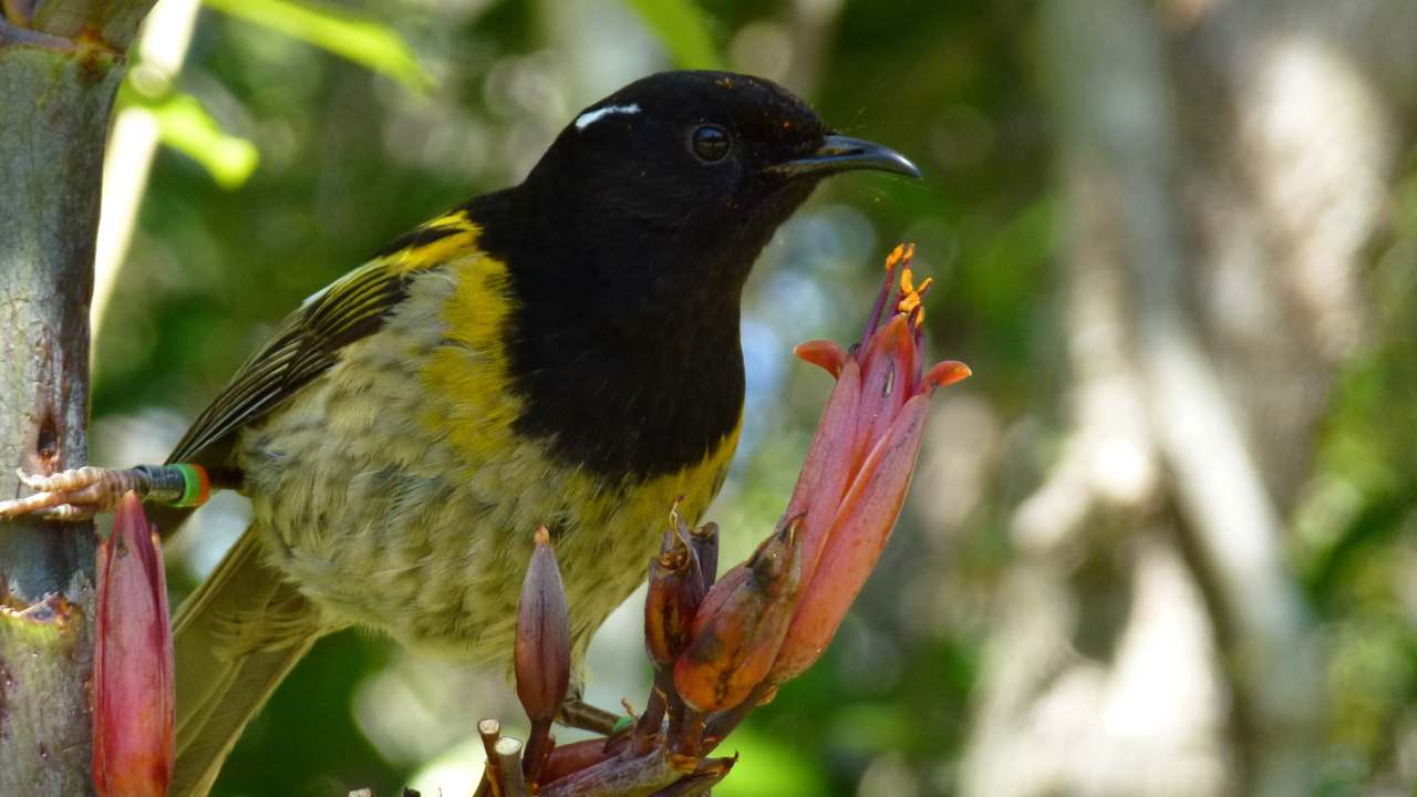 A male Hihi bird.