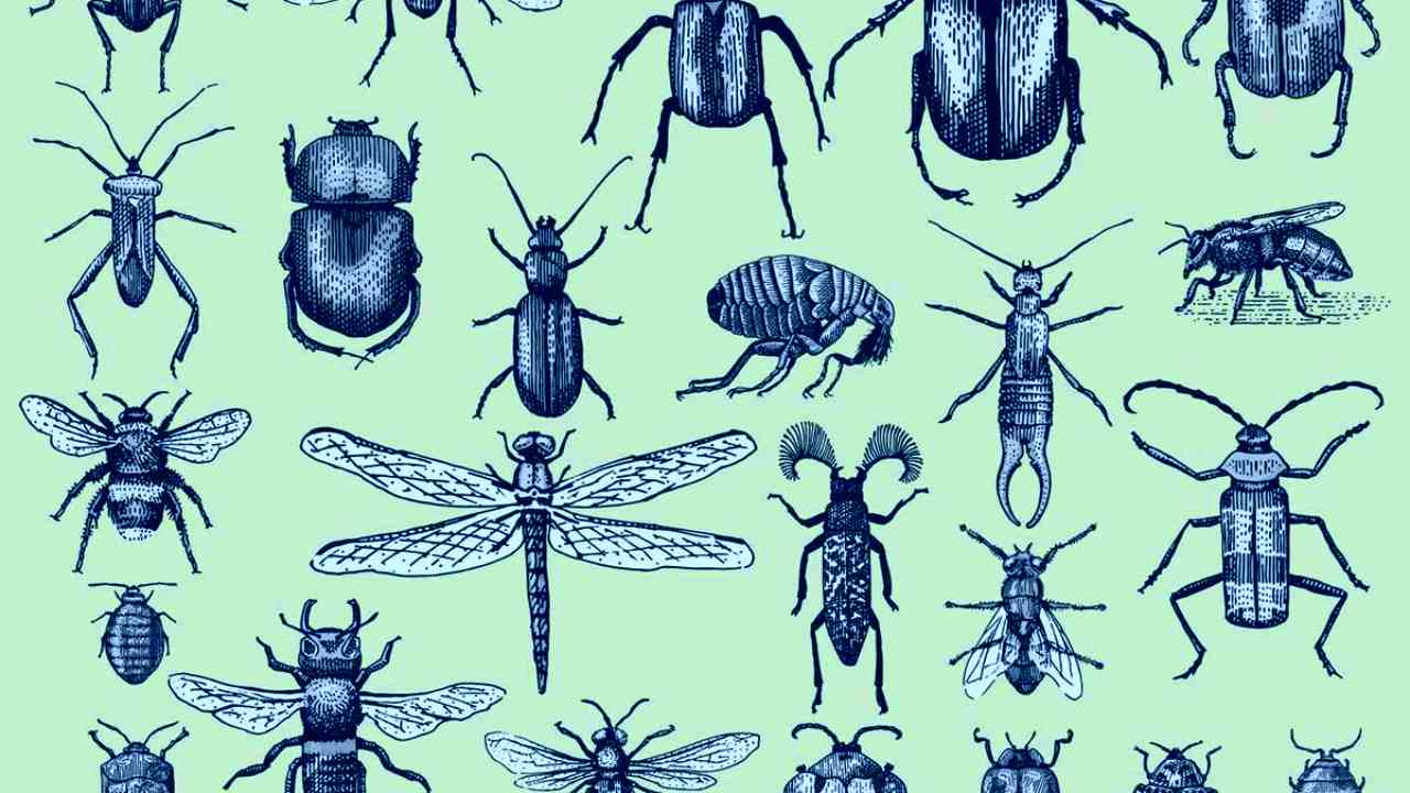 Insects are going extinct eight times faster than other animals. Image: Scholastic