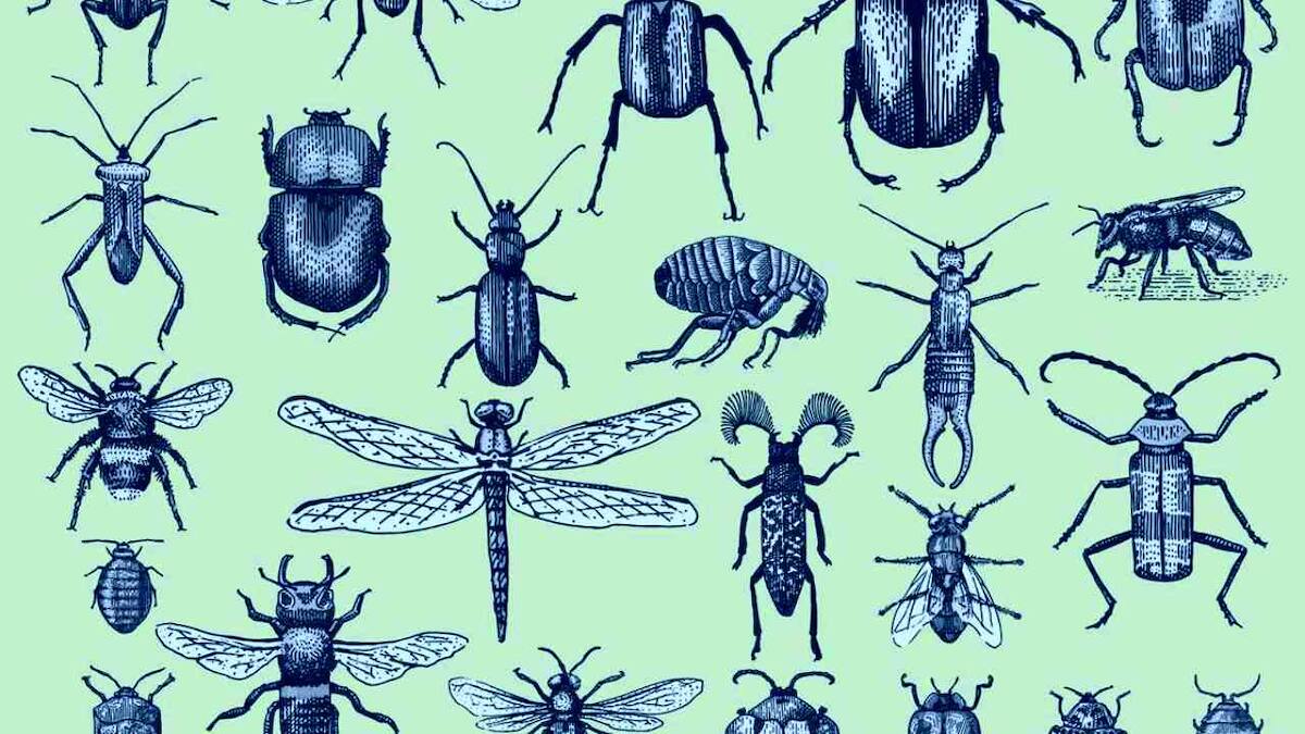 Collapse in world's plummeting insect numbers is threatening to ...