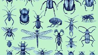 Collapse in world's plummeting insect numbers is threatening to destabilise nature