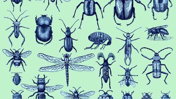 Collapse in world's plummeting insect numbers is threatening to destabilise nature