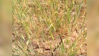 Declining ground water levels add to the woes of farmers in this UP village