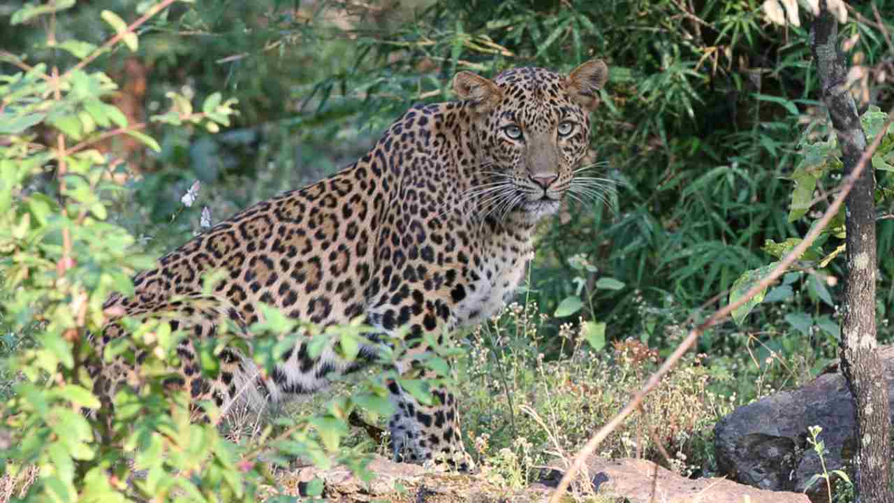 The good-old leopards we're familiar with. Image courtesy: Panthera.org