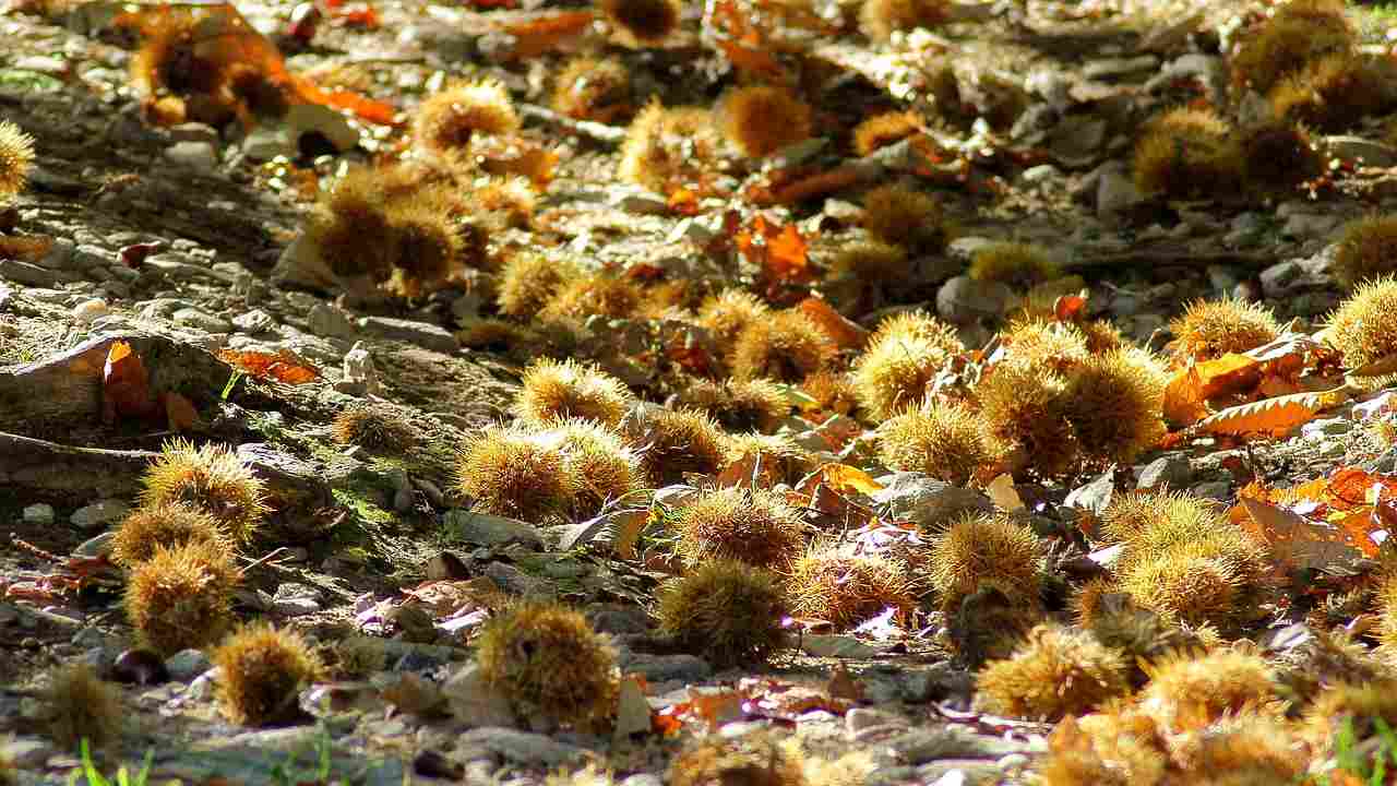 Chestnuts lying on the ground in autumn near a chestnut tree.