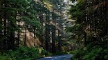Can genetically engineered trees help save the world's disappearing forests?