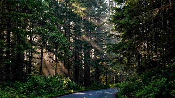 Earth Day 2019: To solve the climate change crisis, we need a Global Deal for Nature