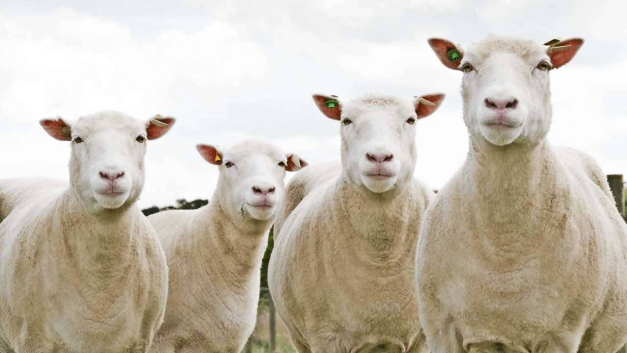 No black sheep here... just a couple more Dollies cloned from the same cell line. Image credit: University of Nottingham