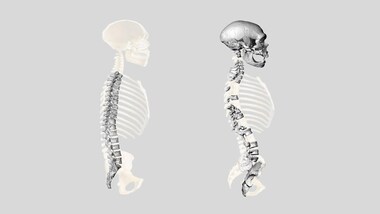 We've pictured Neanderthals wrong — they walked upright just like we Sapiens do