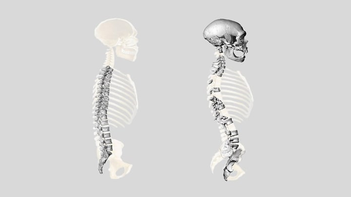 We've pictured Neanderthals wrong — they walked upright just like we Sapiens do