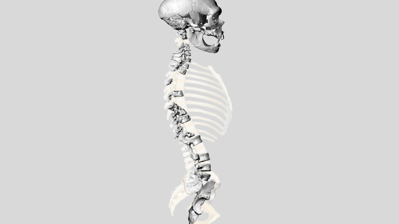 The reconstructed remains of the Neanderthal make found in France. Image courtesy: University of Zurich